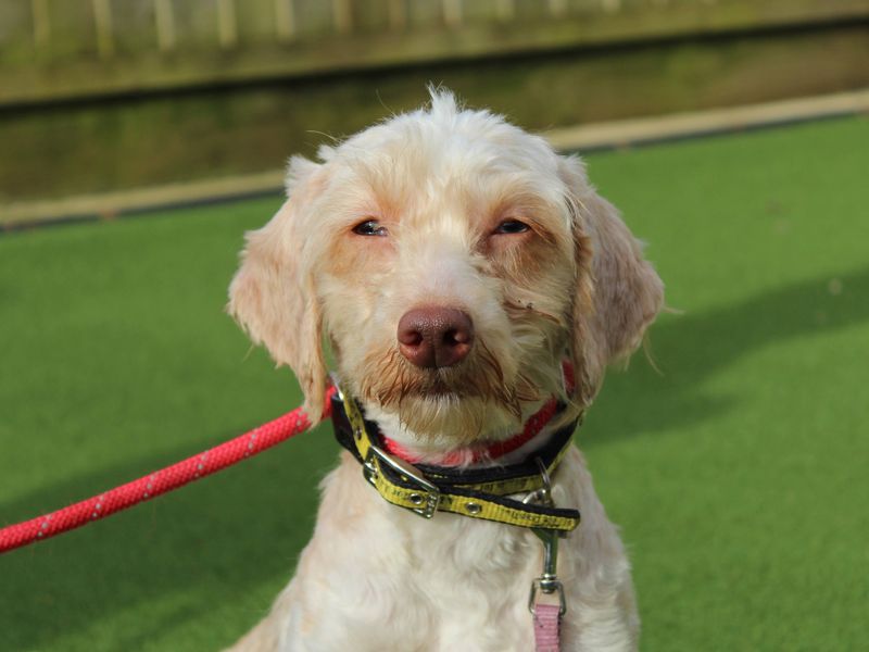 Louie - Image 2 of 4