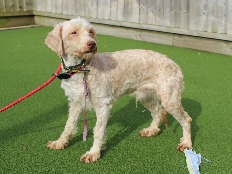 Louie - Image 3 of 4