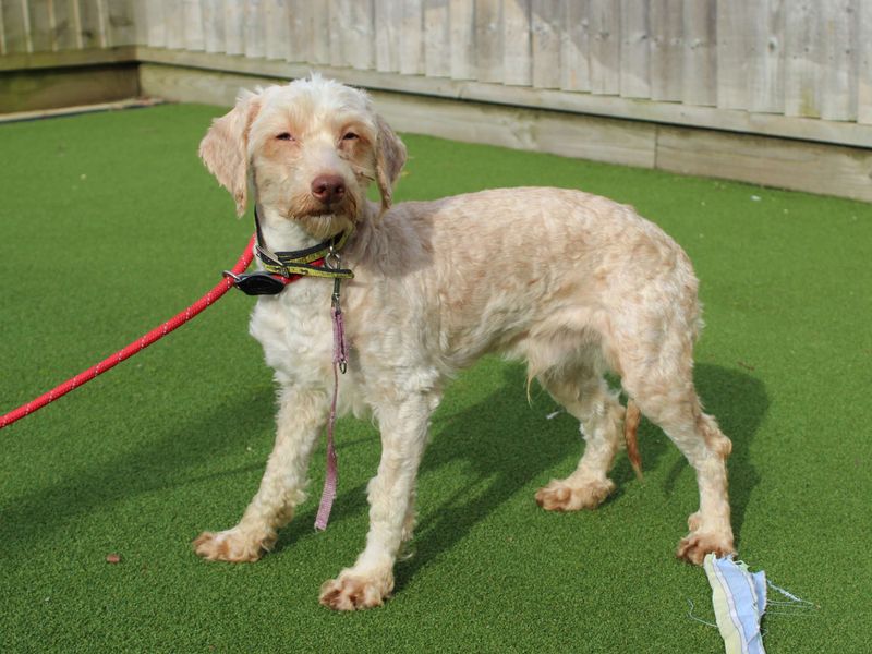 Louie - Image 4 of 4