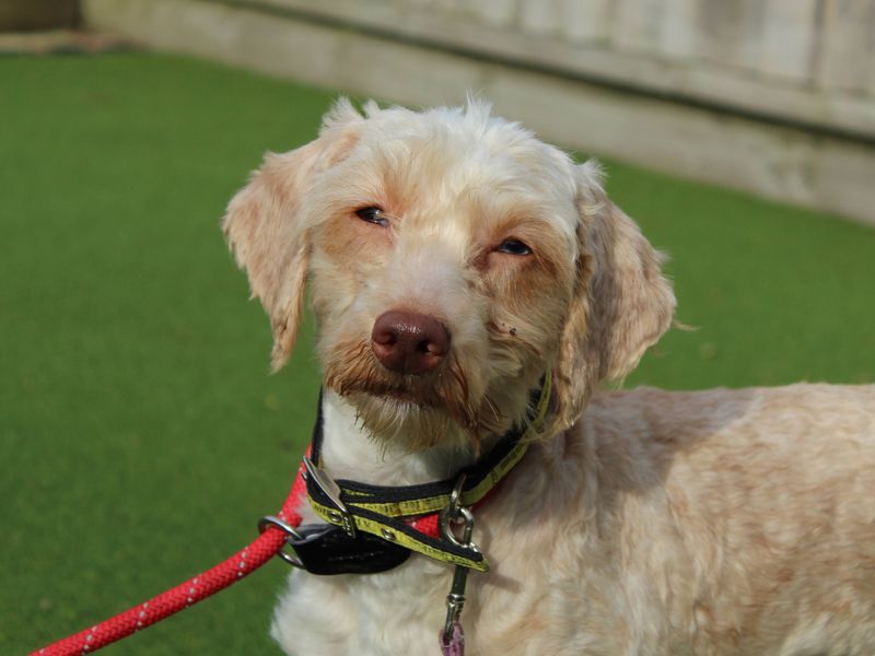 Poodle for adoption in Newbury, Berks – 1 year old