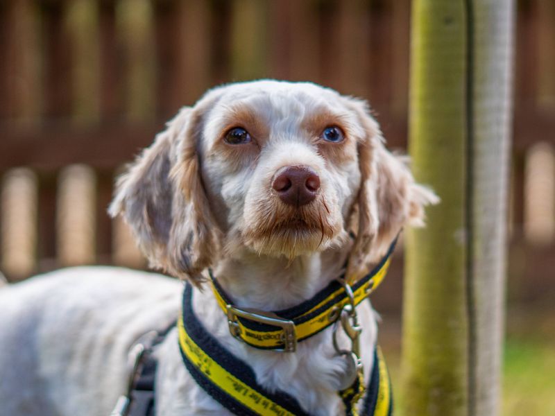 undefined | Poodle (Miniature) Cross | undefined - 1