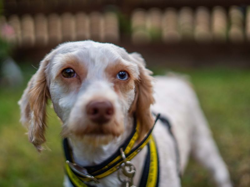 undefined | Poodle (Miniature) Cross | undefined - 6