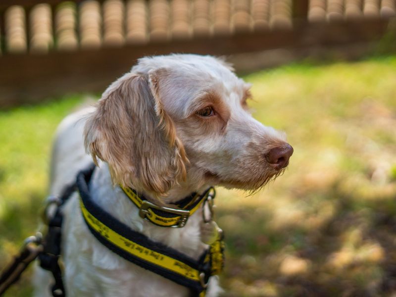 undefined | Poodle (Miniature) Cross | undefined - 4