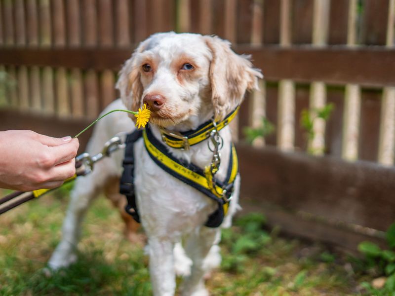 undefined | Poodle (Miniature) Cross | undefined - 2