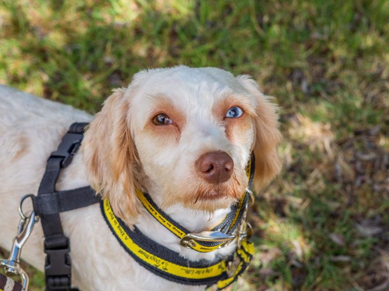 undefined | Poodle (Miniature) Cross | undefined - 7