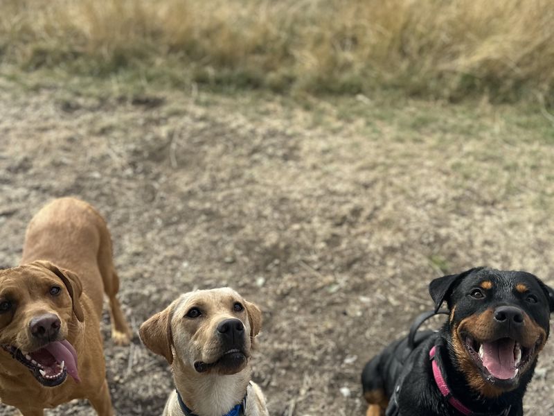 Betsy, a 4 years old female Rottweiler available for adoption from Dogs Trust in Splott, Wales