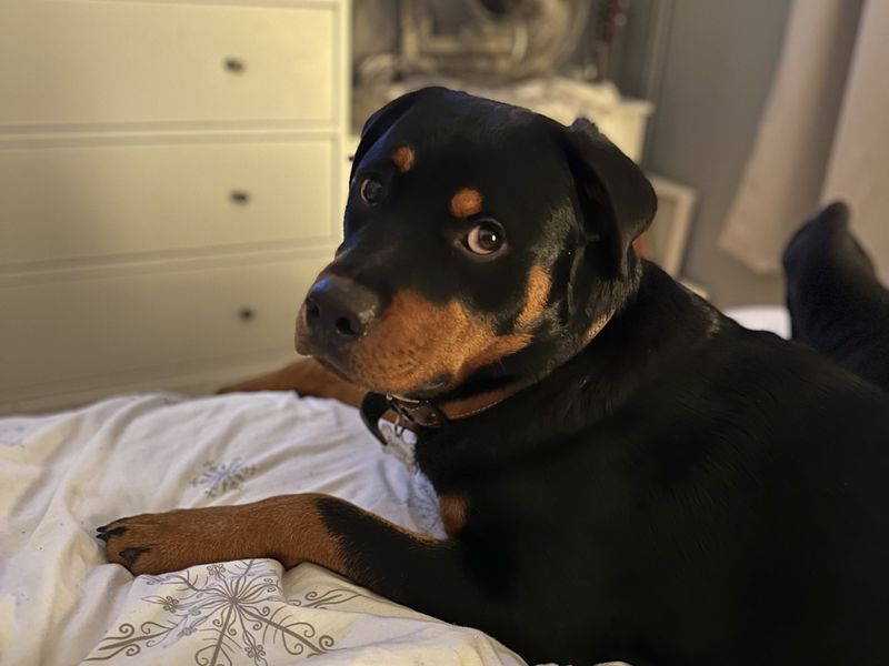 Betsy - Image 5 of 5