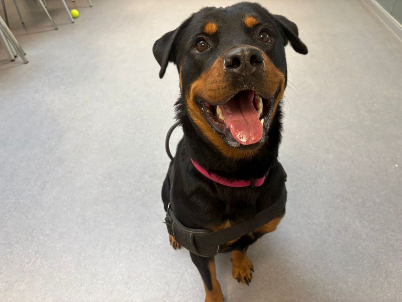 Betsy - Image 4 of 5