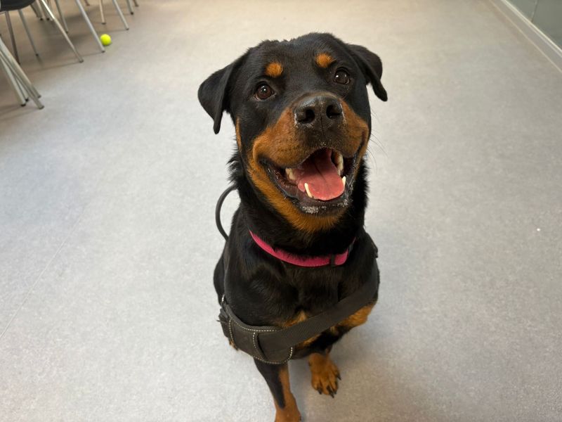 Betsy - Image 2 of 5