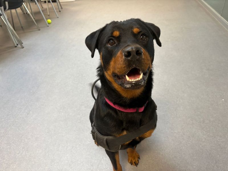 Betsy - Image 3 of 5