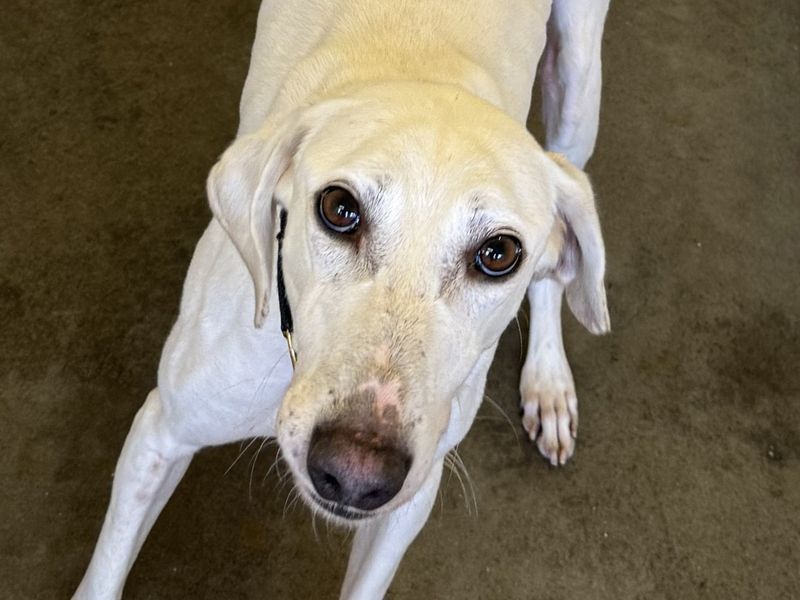 Nigel, a 4 years old male Lurcher available for adoption from Dogs Trust in Basildon, Essex