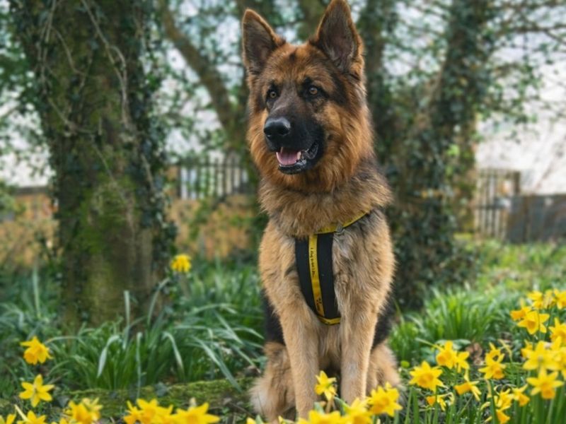 Bear | German Shepherd Dog | Bridgend (Wales) - 1