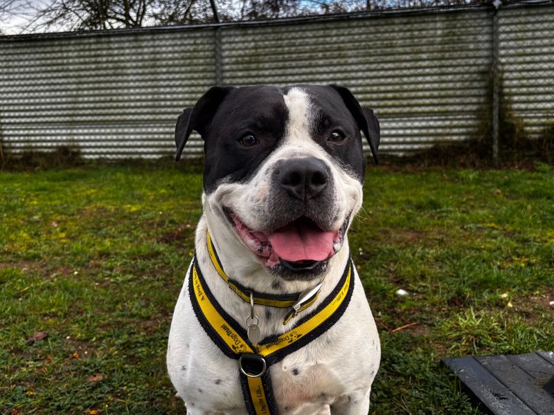 American Bulldog for adoption in Snetterton, Norfolk – 8 years old