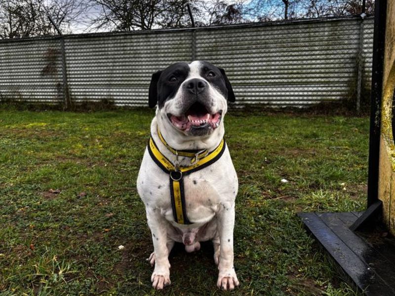 Charlie - Image 3 of 3