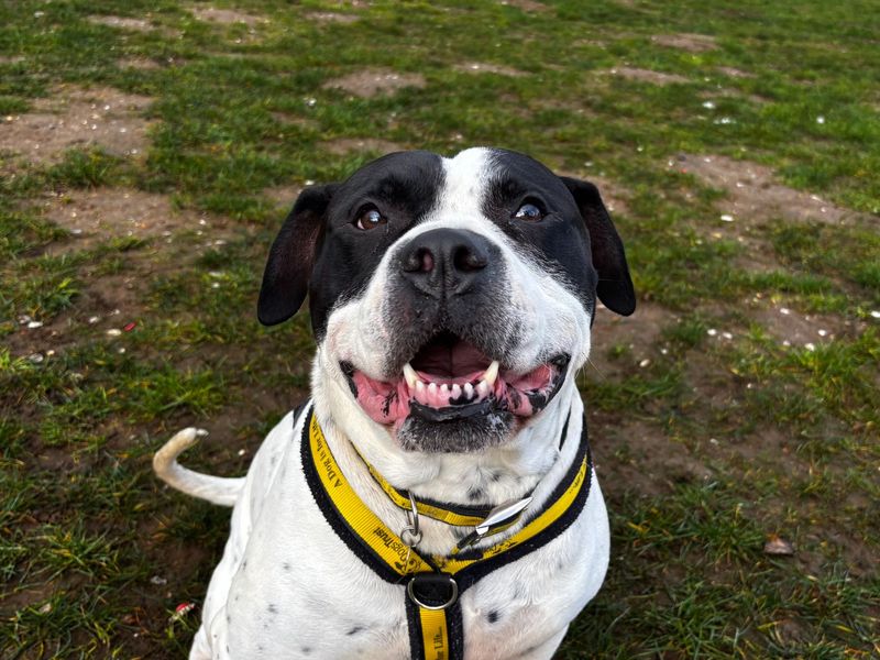 Charlie - Image 2 of 3