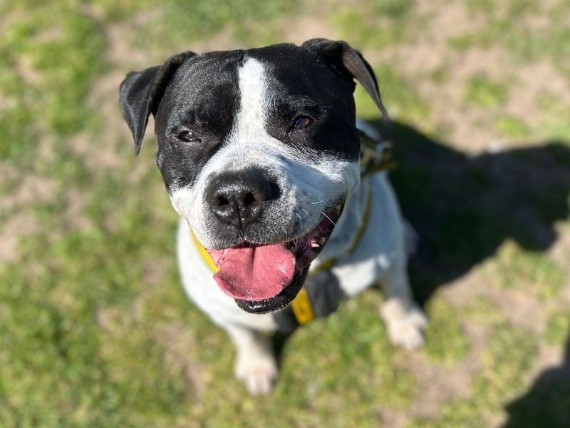 undefined | American Bulldog Cross | undefined - 2