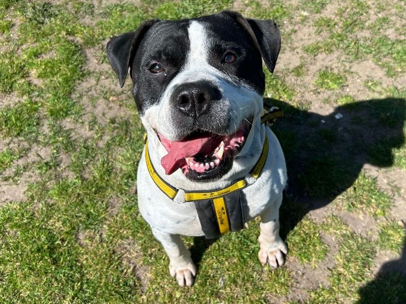 undefined | American Bulldog Cross | undefined - 7