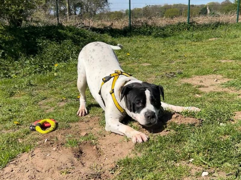 undefined | American Bulldog Cross | undefined - 3