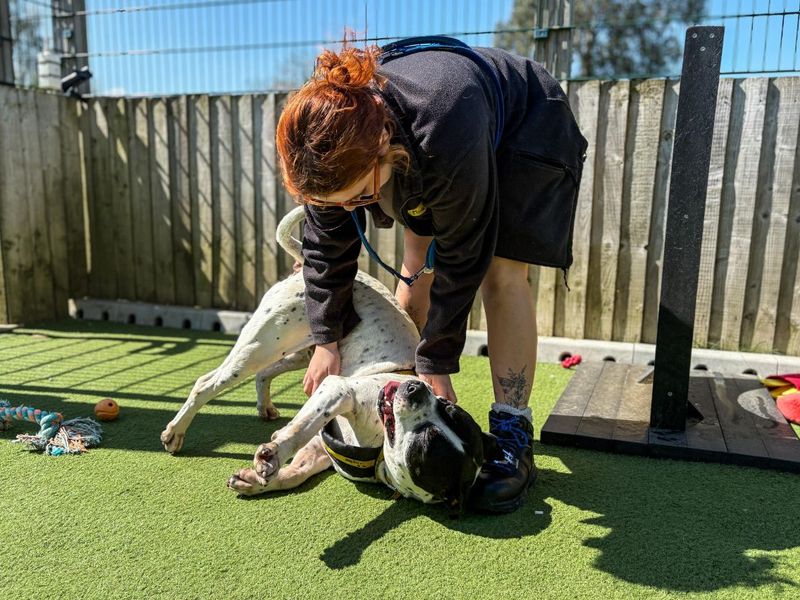 undefined | American Bulldog Cross | undefined - 1