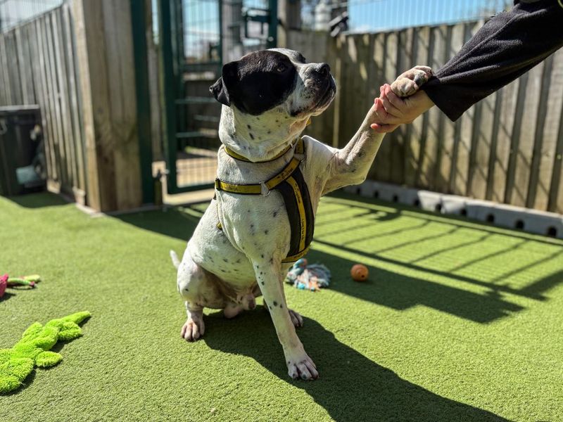 undefined | American Bulldog Cross | undefined - 4