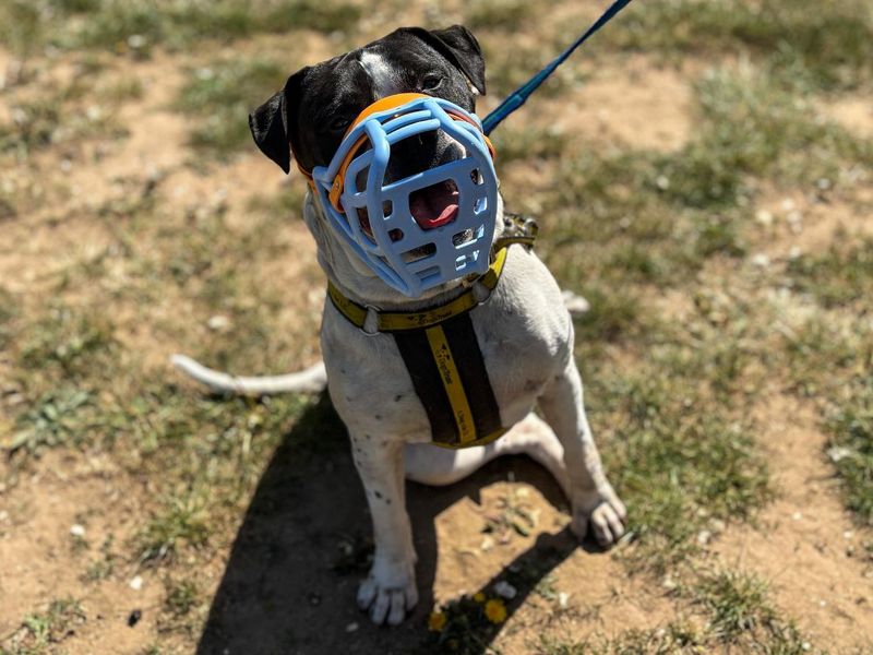 undefined | American Bulldog Cross | undefined - 8
