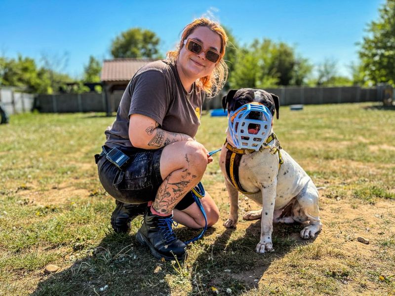 undefined | American Bulldog Cross | undefined - 6