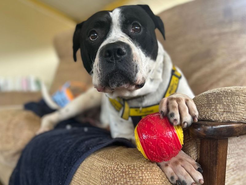 undefined | American Bulldog Cross | undefined - 10