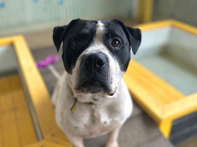 undefined | American Bulldog Cross | undefined - 5
