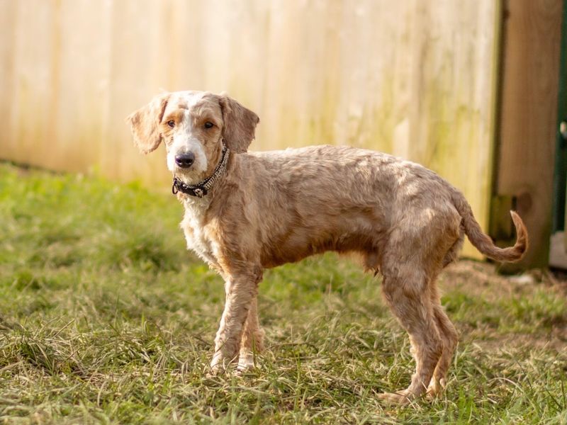 Poodle for adoption in Wymeswold, Leicestershire – 3 years old
