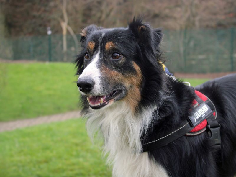 Moi, a 6 years old male Collie available for adoption from Dogs Trust in Liverpool, Merseyside