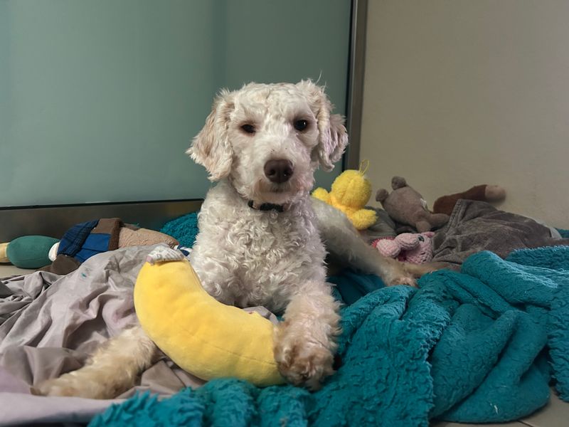 Lavender | Poodle (Standard) Cross | Loughborough - 1