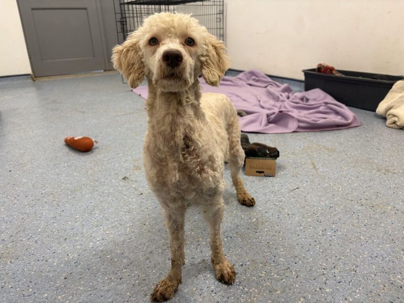 Cocker Spaniel for adoption in Wymeswold, Leicestershire – 2 years old - Image 2 of 4