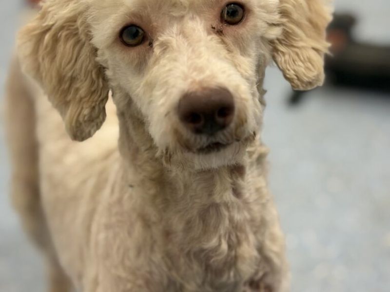 Cocker Spaniel for adoption in Wymeswold, Leicestershire – 2 years old - Image 4 of 4