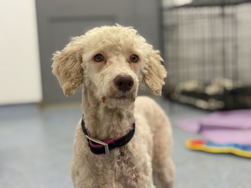 Poodle Dogs And Puppies For Adoption