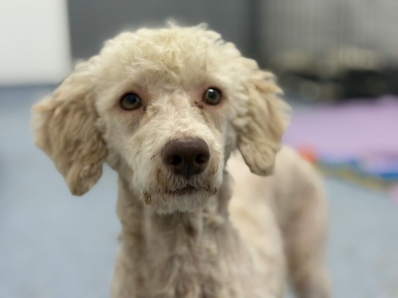 Cocker Spaniel for adoption in Wymeswold, Leicestershire – 2 years old - Image 3 of 4