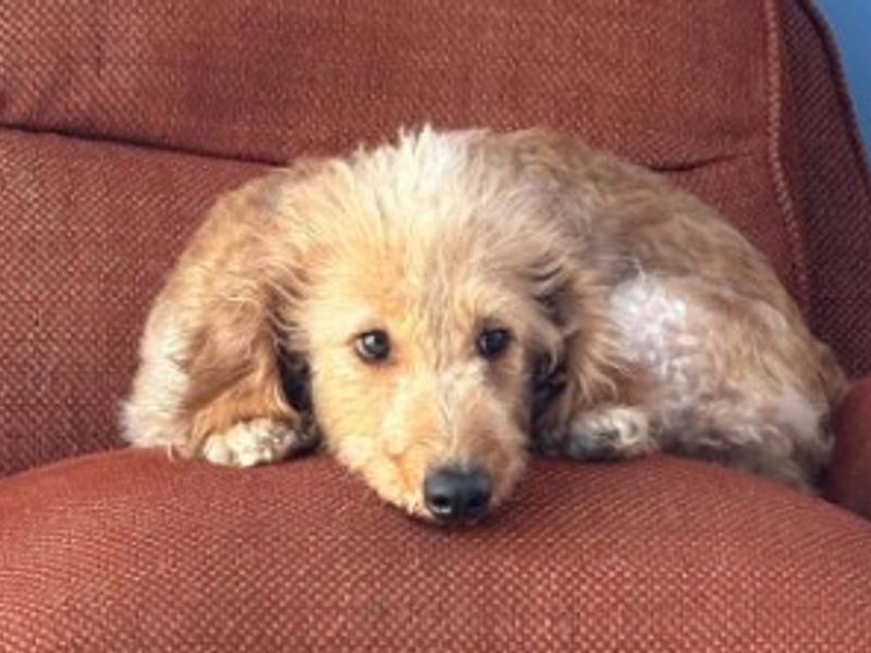 Cassandra | Poodle (Standard) Cross | Loughborough - 2