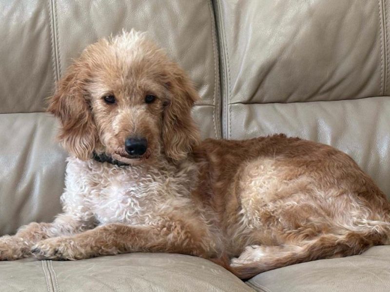 Cassandra | Poodle (Standard) Cross | Loughborough - 3