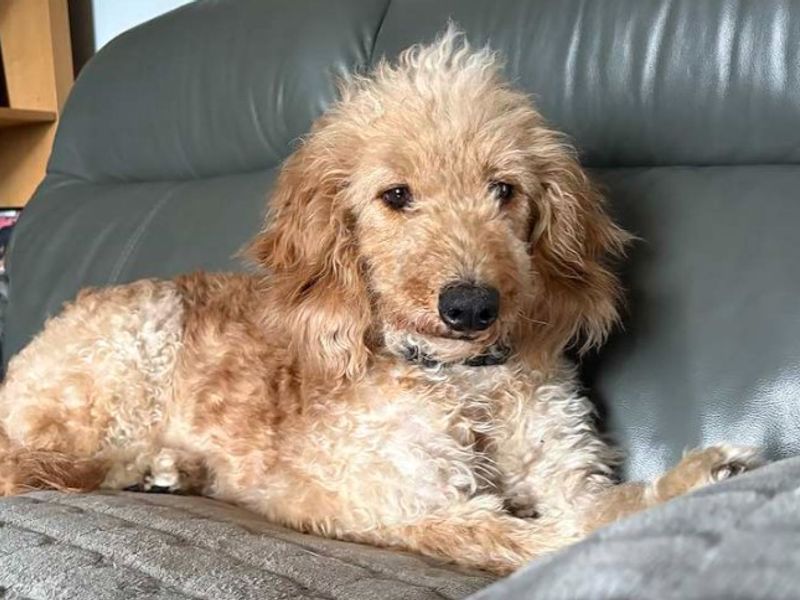 Cassandra | Poodle (Standard) Cross | Loughborough - 4
