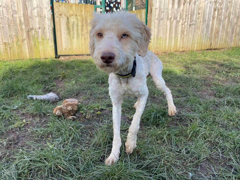 Poodle for adoption in Wymeswold, Leicestershire – 3 years old