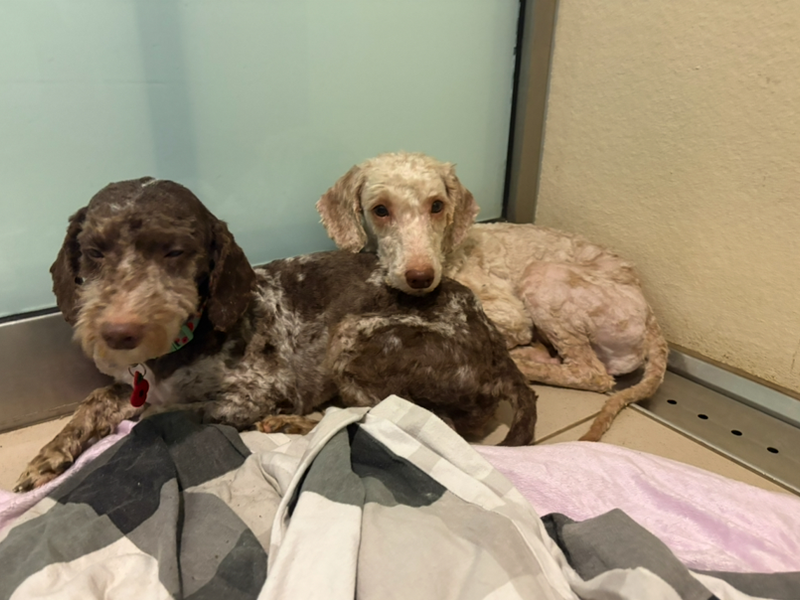 Poodle for adoption in Wymeswold, Leicestershire – 4 years old