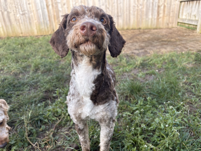 Romeo | Poodle (Miniature) Cross | Loughborough - 1