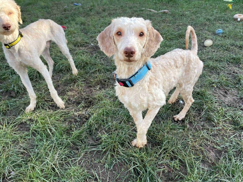 Poodle for adoption in Wymeswold, Leicestershire – 3 years old