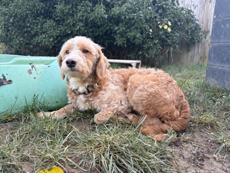 Poodle for adoption in Wymeswold, Leicestershire – 3 years old