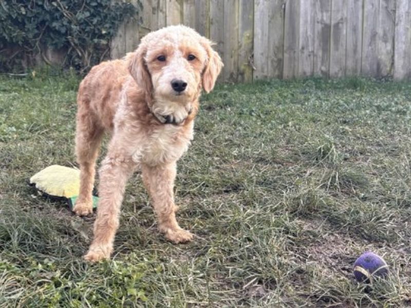 Poodle for adoption in Wymeswold, Leicestershire – 3 years old - Image 2 of 3