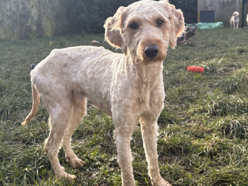 Poodle for adoption in Wymeswold, Leicestershire – 3 years old