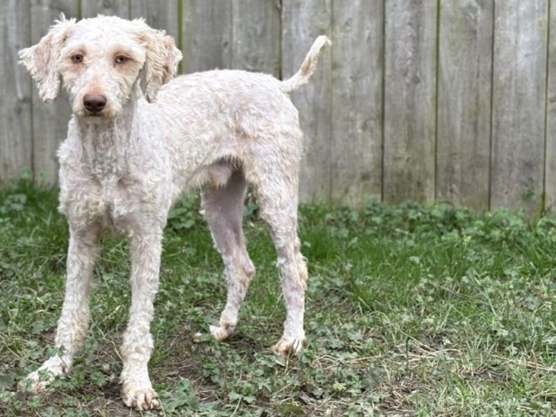 Poodle Dogs And Puppies For Adoption