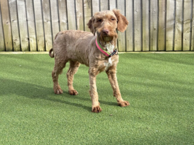 Scarlet, a 4 years old female Poodle available for adoption from Dogs Trust in Loughborough, Leicestershire