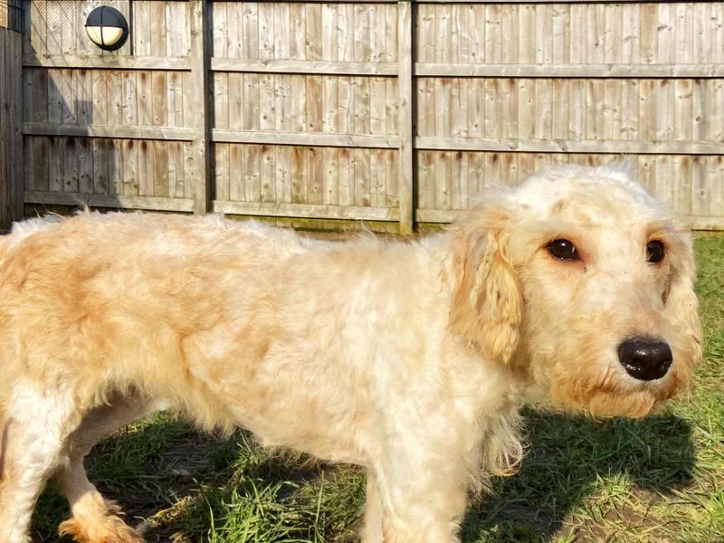 Poodle Dogs And Puppies For Adoption