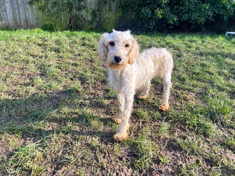 Summer - Image 4 of 4