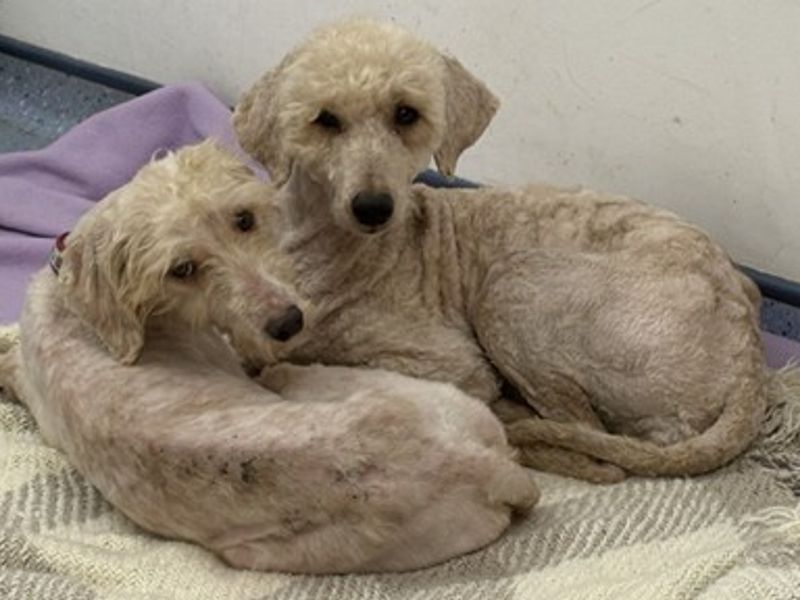 Poodle for adoption in Wymeswold, Leicestershire – 4 years old